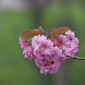 Macro fleurs La Tour - 032